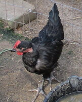 IMG_0138.JPG