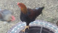 Henry.png