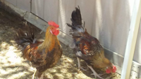 Two Chickens.png