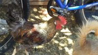 Chicken & Dog.png