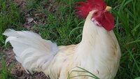 20190701_201144 Roo Feather loss area late Jun early July 19.jpg