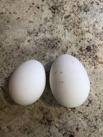 962E7CA2-2471-44E9-A26E-38FA72D3D429.jpeg