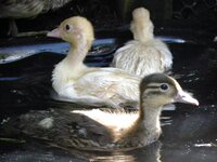 2019 mandie ducklings first swim1A.jpg