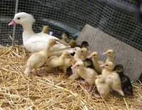 2019 ducklings4.jpg