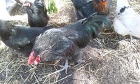 Rooster 2.jpg