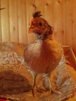 ckrl_pullet (2).JPG