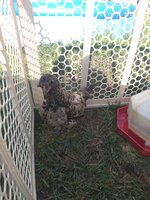 IMG_20190716_175128168.jpg