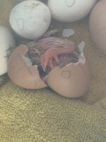 5BB43690-7D5D-456B-AA43-2253CE21CAEA.jpeg