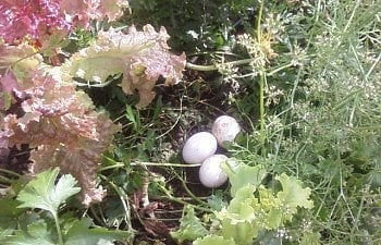 Interesting Facts About Chicken Eggs Interesting Facts About Chicken Eggs