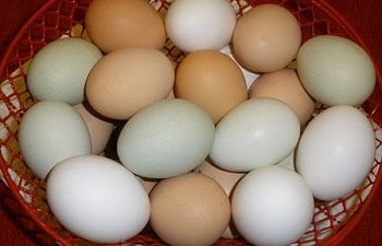 Interesting Facts About Chicken Eggs