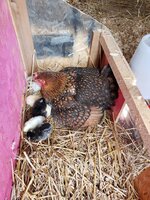 mom and babies 1.jpg mom and babies 1.jpg