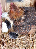 mama with babies 3.jpg mama with babies 3.jpg