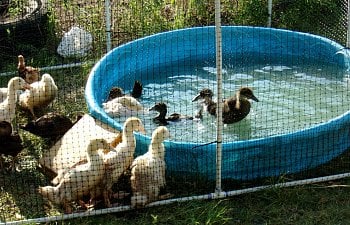 101_0090.JPG 101_0090.JPG