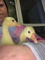 goslings.jpg