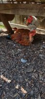 IMG_20190724_130333.jpg