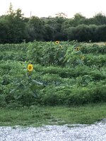 6045B023-C35F-42FD-9A8C-466C603CCE54.jpeg