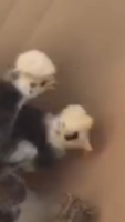 F2A127D6-3020-40F9-A2DC-B04D34C88D49.png