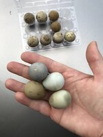 27477519-901D-46C5-B4D8-49CE14F0E6D4.jpeg