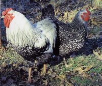 Silver-laced Wyandotte (Hatchery Quality).jpg