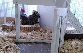 Brooder from coop.jpg