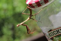 IMG_3687.jpg