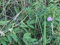 IMG_1650.jpg