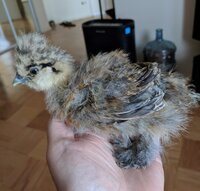 Silkie on 7-26-19.jpg