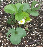 strawberries-02.jpg