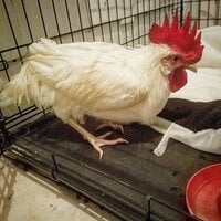 Rooster 4.jpg