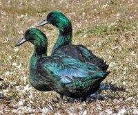 20160511-tsc-out-here-cayuga-ducks.jpeg.jpg