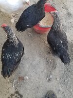 20190728_102138.jpg