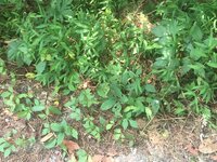 IMG_1222.JPG