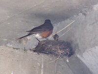 American Robin with chick in nest_2.jpg