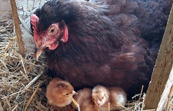 heritage RIR broody hen with chicks