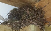 bird-nest-01.jpg