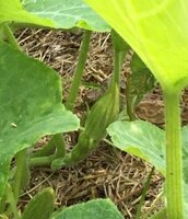 squash baby 1.jpg