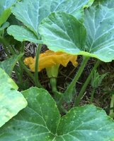 squash baby 2.jpg