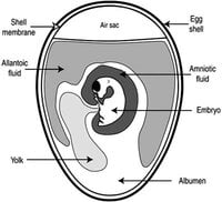 egg anatomy_1.jpg