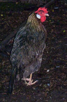8 1 wet hen.jpg