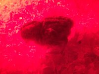 9E82CCE6-6774-49D0-AF83-D750D08A84C8.jpeg
