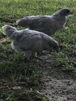 IMG_6302.JPG