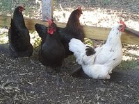 Chickens.jpg