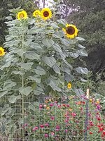 Garden.jpg