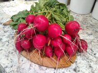 Radishes.jpg