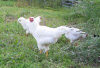 IMG_1367.jpg