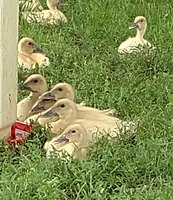 champagne ducklings summer 19.jpg champagne ducklings summer 19.jpg