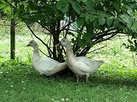 champagne first feather first hatch duck and drake summer 19.jpg champagne first feather first hatch duck and drake summer 19.jpg