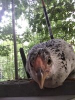 631DC6B9-D9BD-4E03-813C-7BCF812302FB.jpeg