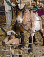 Ozark Emp. goats.jpg