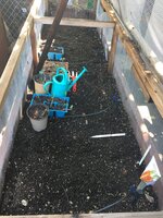 Carrot, Radish & Beet Planting.JPG